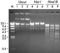 DNA from three different BAC clones from a human chromosome 22 human BAC DNA library (Research Genetics, Inc.) was purified with the Montage Plasmid Miniprep<sub>HTS</sub> 96 Kit and electrophoresed on a 0.8% agarose gel for 120 min at 100 V either uncut (lanes 1 – 3) or after digestion with Not I (lanes 4 – 6) or <i>Hin</i>d III (lanes 7 – 9). Lane M is a <i>Hin</i>d III digest of Lambda phage DNA. The BAC DNA purified with the Montage Plasmid Miniprep<sub>HTS</sub> 96 Kit is suitable for fingerprinting.